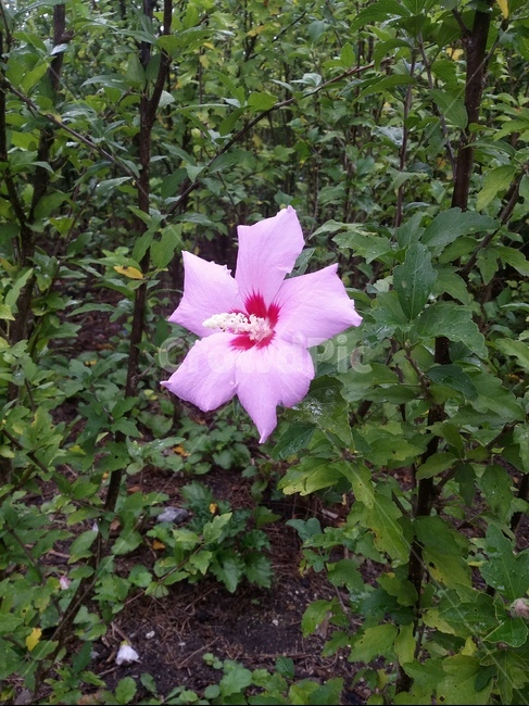 무궁화,무궁화꽃,꽃,flower,plant,식물,식물,자연,plants,nature,꽃,flower