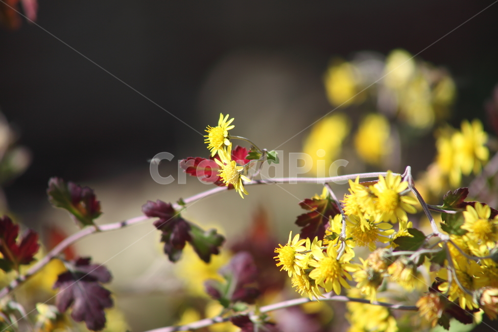 산국,국화,식물,가을꽃,chrysanthemum,식물,자연,plants,nature,꽃,flower