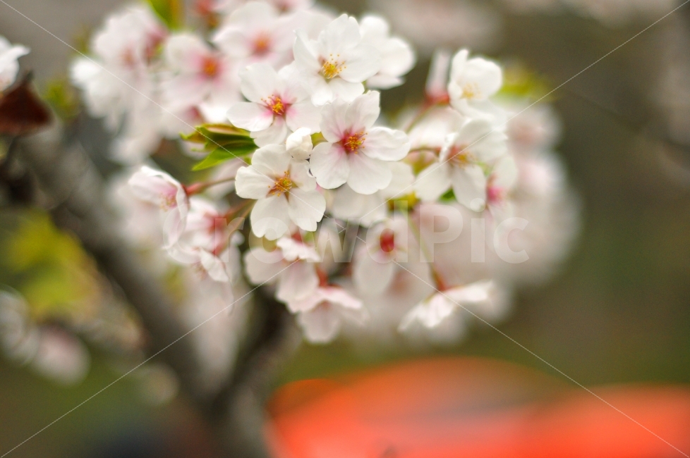 봄,벚꽃,벚꽃나무,벚꽃축제,벚꽃잎,자연,나무,꽃,계절,spring,season,cherryblossomes,cherryblossomtrees,flowers,leaves,nature,봄,계절,spring,season,식물,자연,plants,nature,꽃,flower,plant