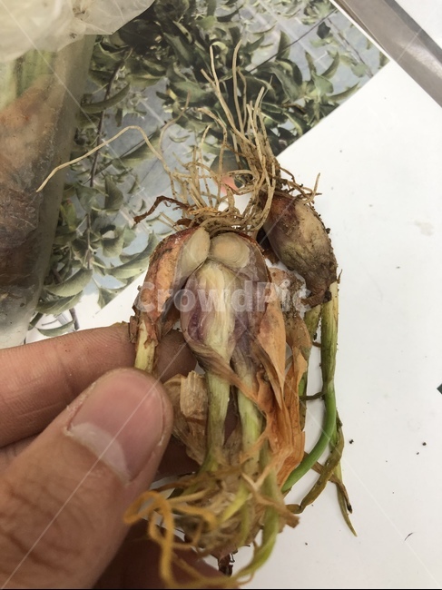 식물,야채,음식,병균,무름병,식물,자연,plants,nature,채소,야채,vegetables