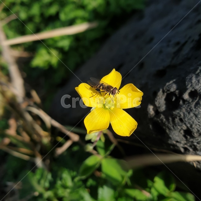 자연,natuer,꽃,flower,자연물
