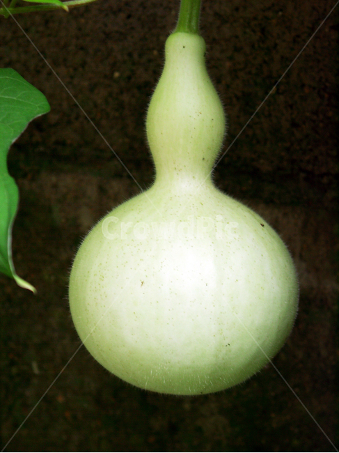 박,호롱박,전통박,박재배,박작물,채소,야채,vegetables