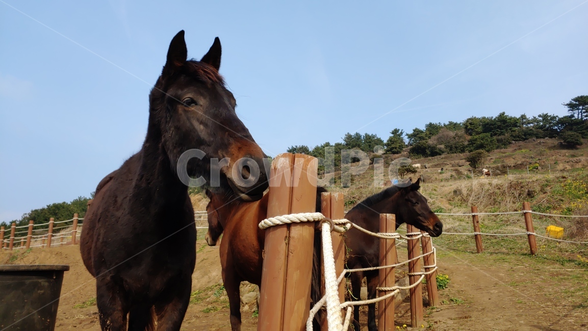 horse,caballo,제주마,말,울타리,말목장