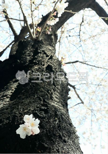 sky,cherry,Cherry Blossom,sprout,nature,new sprout,tree,leaf,life,flower,bud,spring,tree trunk,old tree,plant