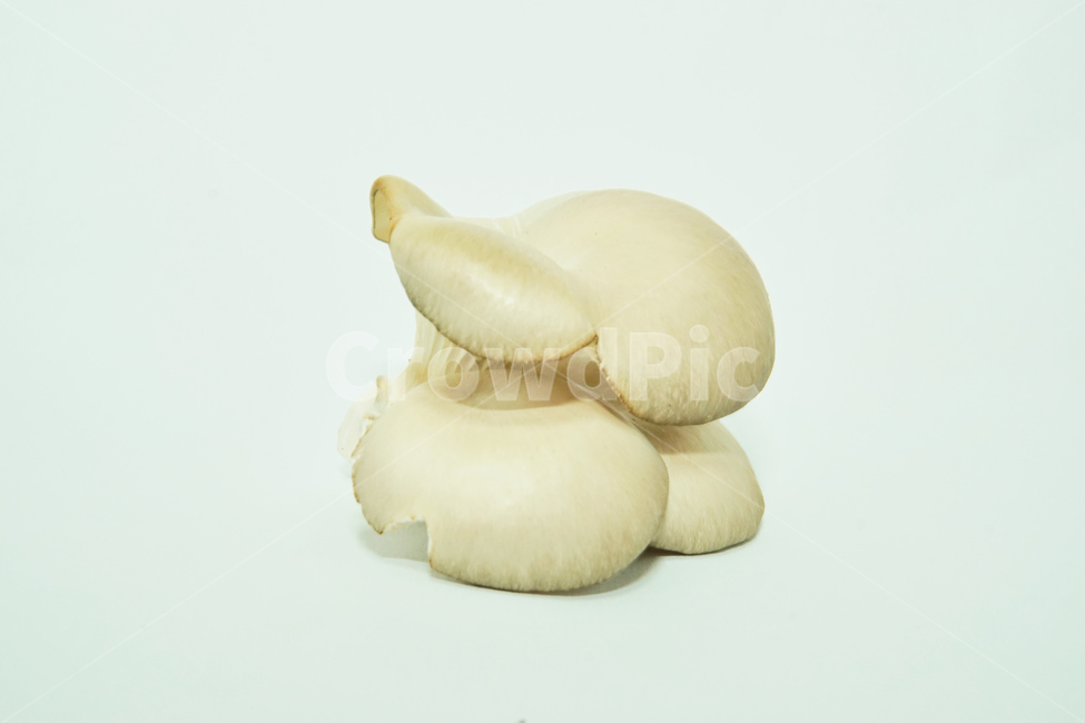 느타리,버섯,식물,식품,음식,식재료,plant,자연,nature,버섯,mushroom,음식,식재료,요리,food,cook,meal,dishes,food reserves