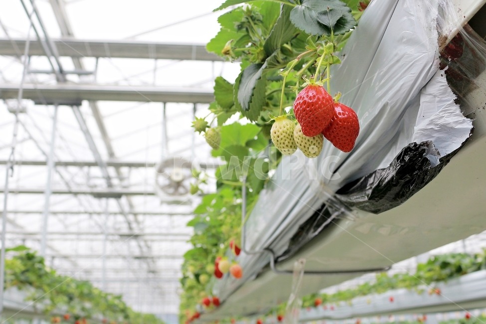 딸기,과일,딸기농장,열매,음식,red,먹음직,작물,식물,온실,하우스딸기,strawberry,과일,열매,fruit