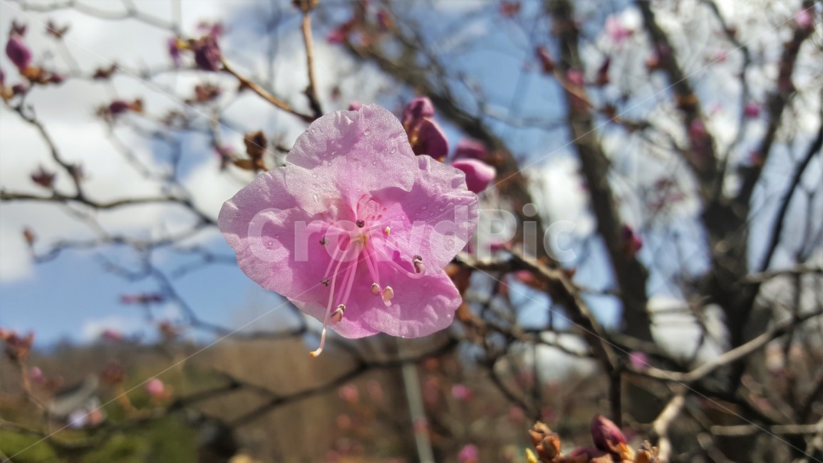 봄,꽃,진달래,자연,식물,분홍색,봄소식,봄꽃,핑크,암술,수술,꽃잎