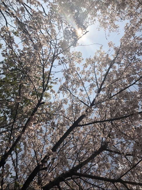 벚꽃,벚꽃나무,나무,하늘,봄