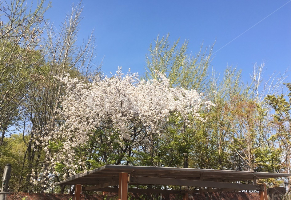 벚꽃나무,하늘,벚꽃,꽃,꽃송이,봄,cherryblossoms,sky,spring,맑은날씨