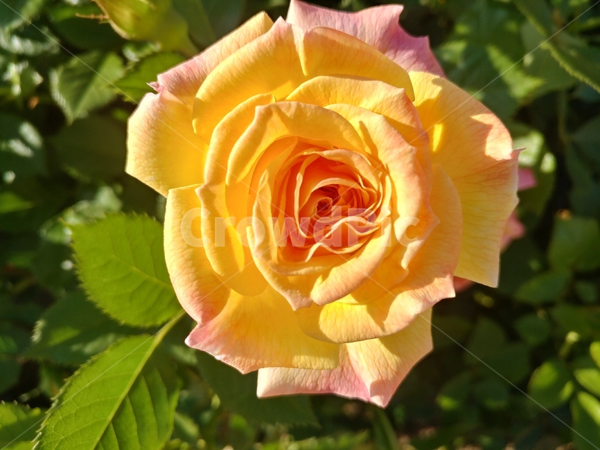 식물,장미,flower,꽃,여름,plant,식물,자연,plants,nature,꽃,flower