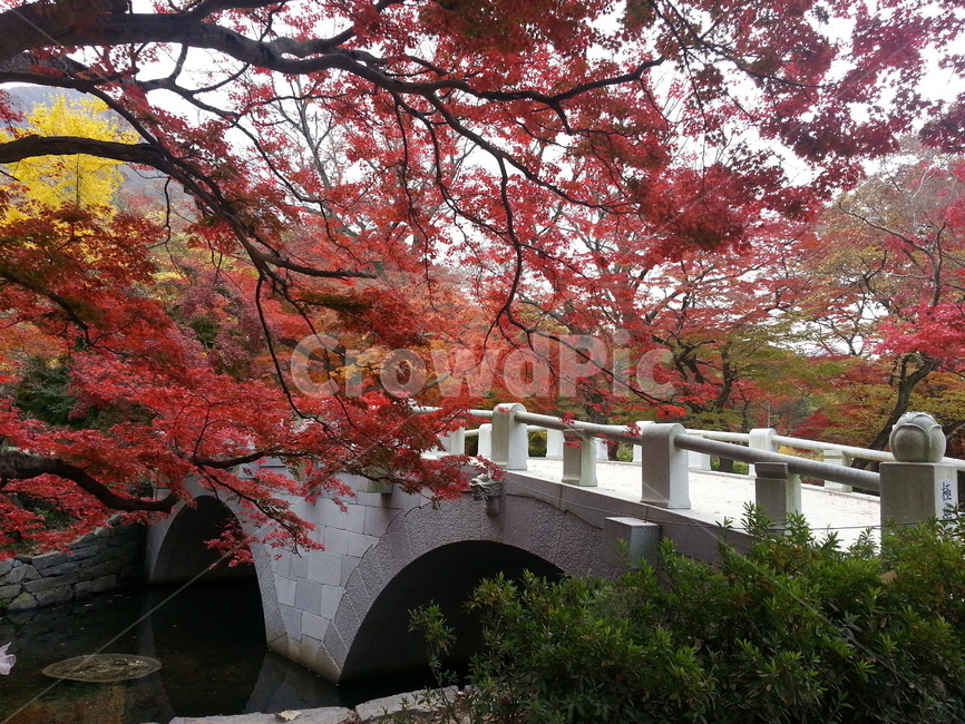 단풍,선운사,다리,가을풍경,고창