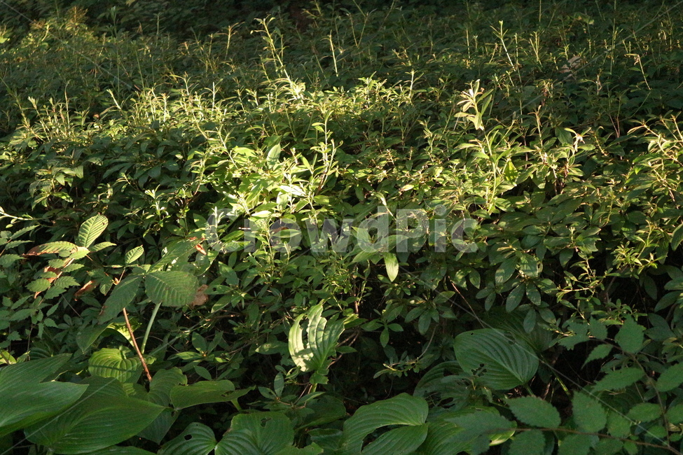 식물,초록,자연,green,나뭇잎,식물,자연,plants,nature