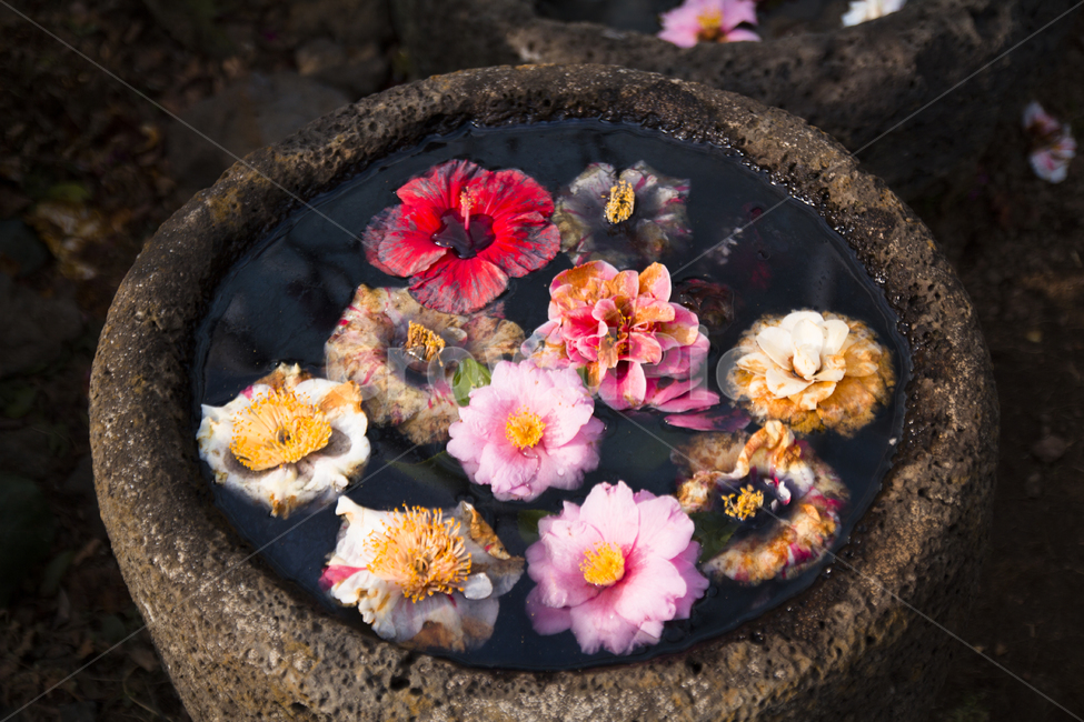 꽃사진,배경,여름,여름꽃,여러가지꽃,한국전통,한국문화,korean traditional,korean culture,꽃,flower