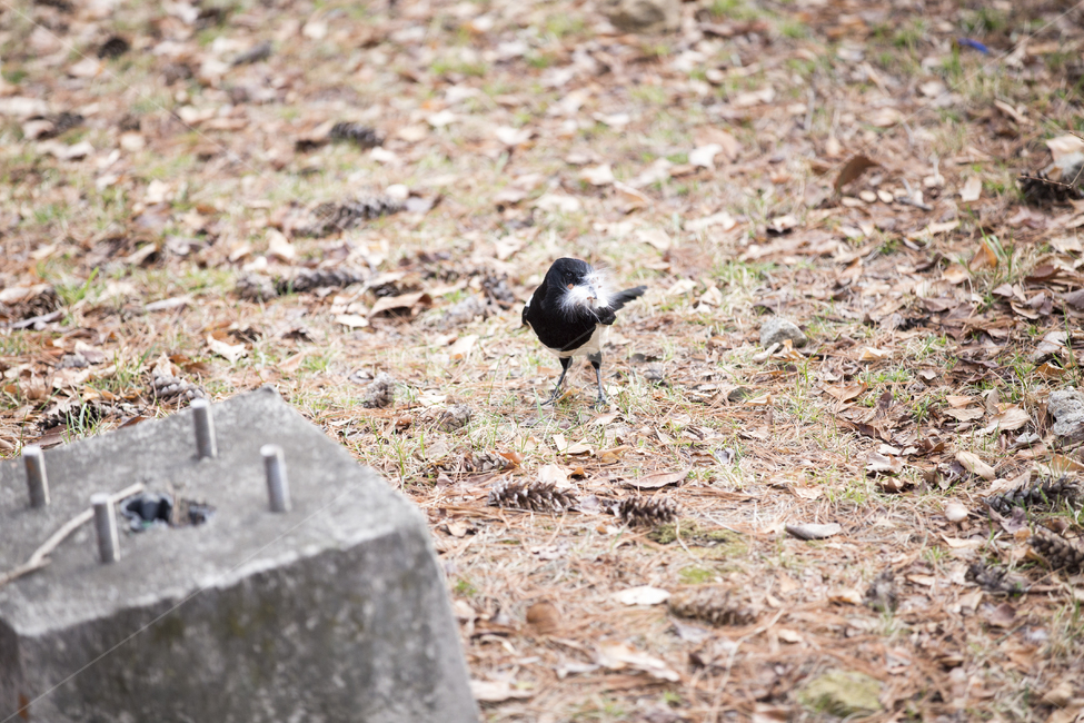 까치,동물,새,magpie,공원,야생,animal,bird,park,숲,forest,낙엽,leaves,동물,animal,조류,새,birds