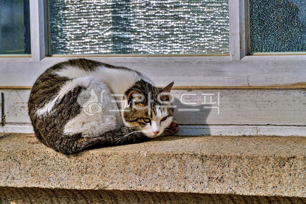 windowframes,alleycat,windowledge,Pets,stray cat,windowsill,mammal,cat,abandoned cat,animal,window,mammalia,window frame,pet