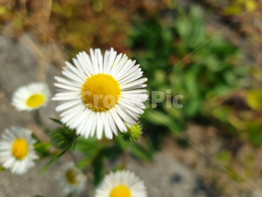 자연,들꽃,가을,꽃,식물,flower,plant,식물,자연,plants,nature,꽃,flower