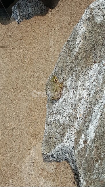 개구리,청개구리,양서류,참개구리,동식물,동물,바위,동물,animal,파충류,양서류,reptile,amphibian