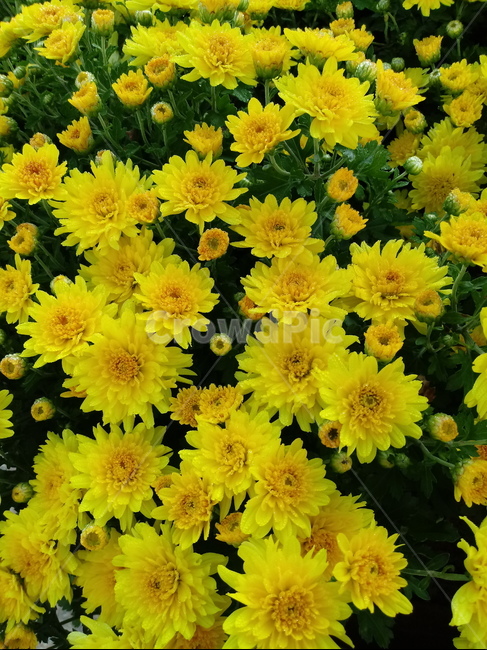 국화,꽃,식물,flower,plant,노란색꽃,식물,자연,plants,nature,꽃,flower