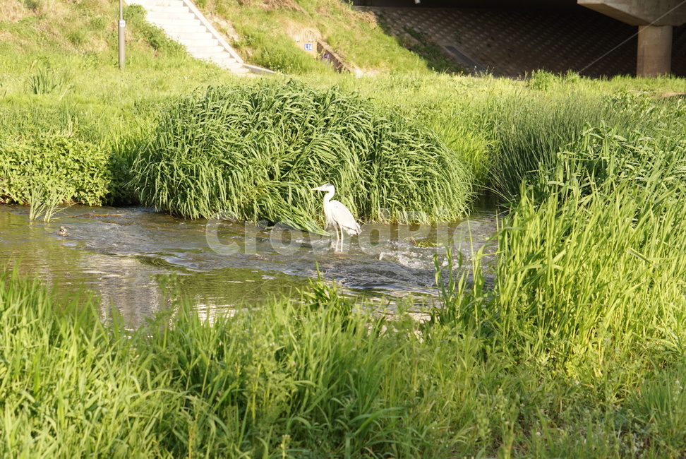 물새,개천,새,nature,자연