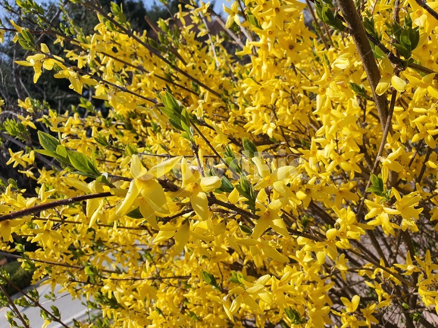개나리,노란꽃,봄,꽃,plant,식물