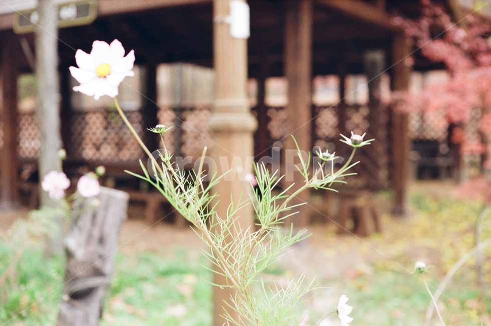가을,꽃,코스모스,들꽃,필름사진,식물,자연,plants,nature,꽃,flower