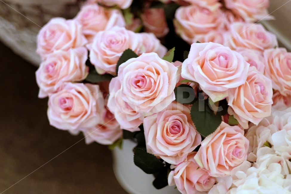 장미,장미꽃,꽃,꽃사진,플라워,조화,인테리어,향기,로즈ROSE,rose,식물,자연,plants,nature,꽃,flower,기념일,축하,anniversary,congratulation,celebrate,celebration,결혼,혼례,웨딩,wedding,marriage,marry