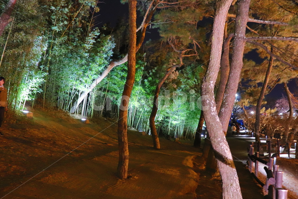 나무,산책로,야경,조명,동궁과월지,자연,풍경,nature,landscape,야경,밤,nightscape,night,tree,plant,식물,tree trunk,나무 줄기