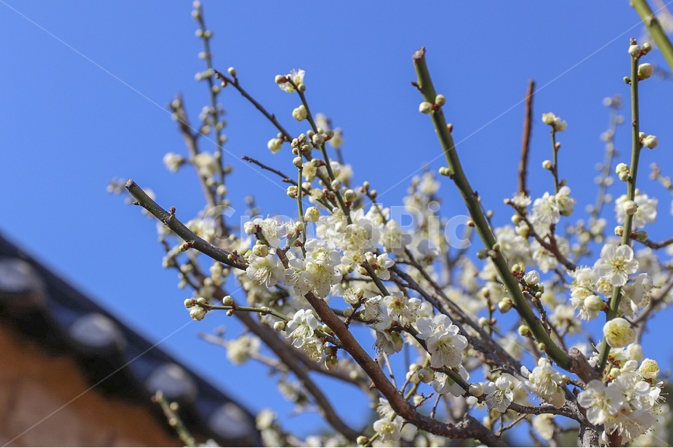 매화,꽃,자연,봄꽃,식물,계절,plants,nature,spring,season,flower,백매화,나무,tree,봄,봄,계절,spring,season,식물,자연,plants,nature,꽃,flower,plant