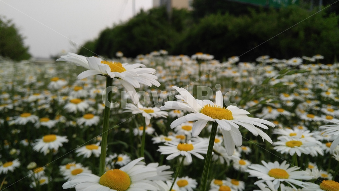 울릉국화,국화,꽃,흰꽃,하얀꽃,흰색,식물,자연,배경,감성,계절,chrysanthemum,flower,whiteflower,white,plant,nature,background,emotional,season,bloom,floral,petal