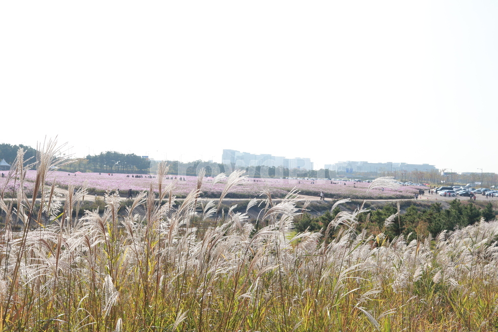 하늘정원,코스모스,공원,풍경,갈대,힐링,가을,계절,fall,autumn,season,grass,잔디,plant,식물,lawn,reed