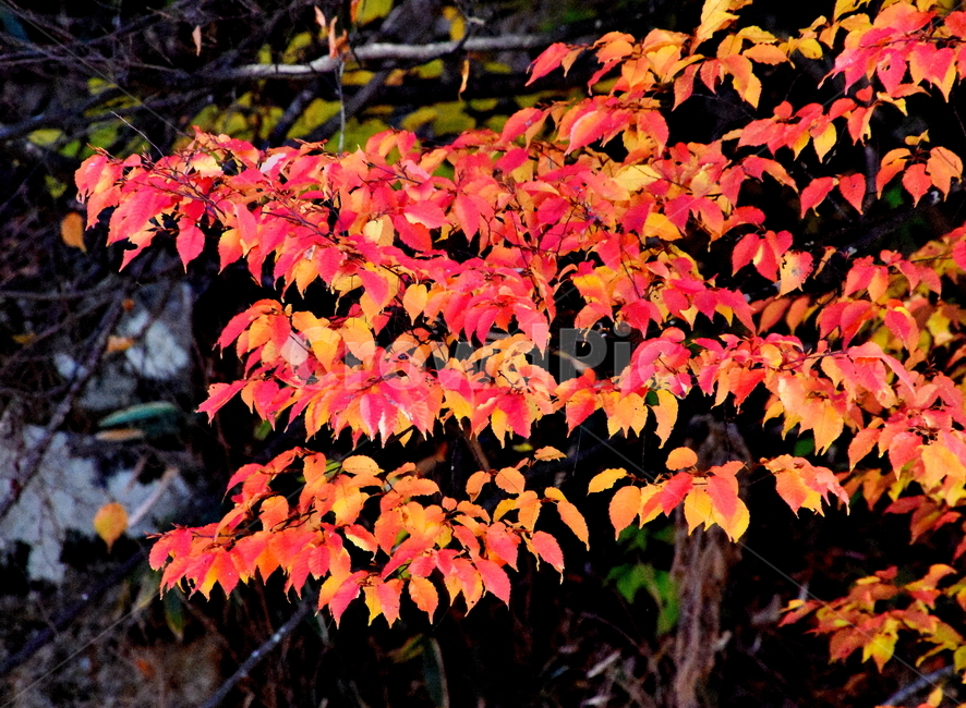 가을,단풍,경치,낙엽,색갈,조화,아름다움,힐링,가을,계절,fall,autumn,season,식물,자연,plants,nature,plant,leaf,잎,tree,나무
