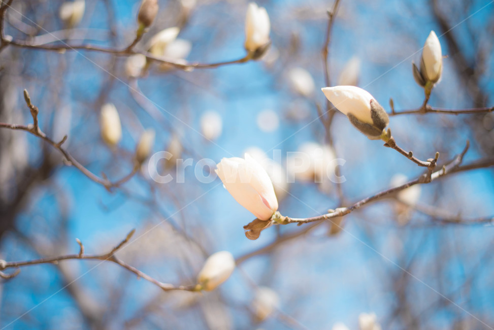 목련,목련나무,봄꽃,식물,나무,봄,계절,spring,season,식물,자연,plants,nature,꽃,flower,plant,sprout,새싹,bud,싹,blossom