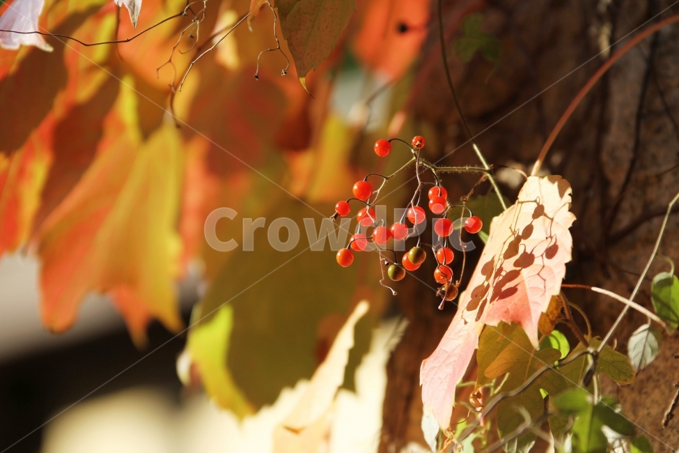 식물사진,자연사진,배풍등,열매사진,감성사진,가을사진,단풍사진,가을,계절,fall,autumn,season,식물,자연,plants,nature,과일,열매,fruit,감성,sensible,feeling,plant,leaf,잎