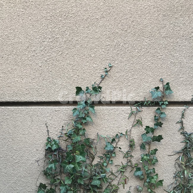 plant,식물,배경,여백,wall,벽,넝쿨,leaf,나뭇잎,ivy,인테리어,interior,props,식물인테리어,조경,landscaping