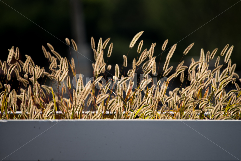 강아지풀,가을,풍경,들꽃,식물,가을,계절,fall,autumn,season,식물,자연,plants,nature,grass,잔디,plant,lawn