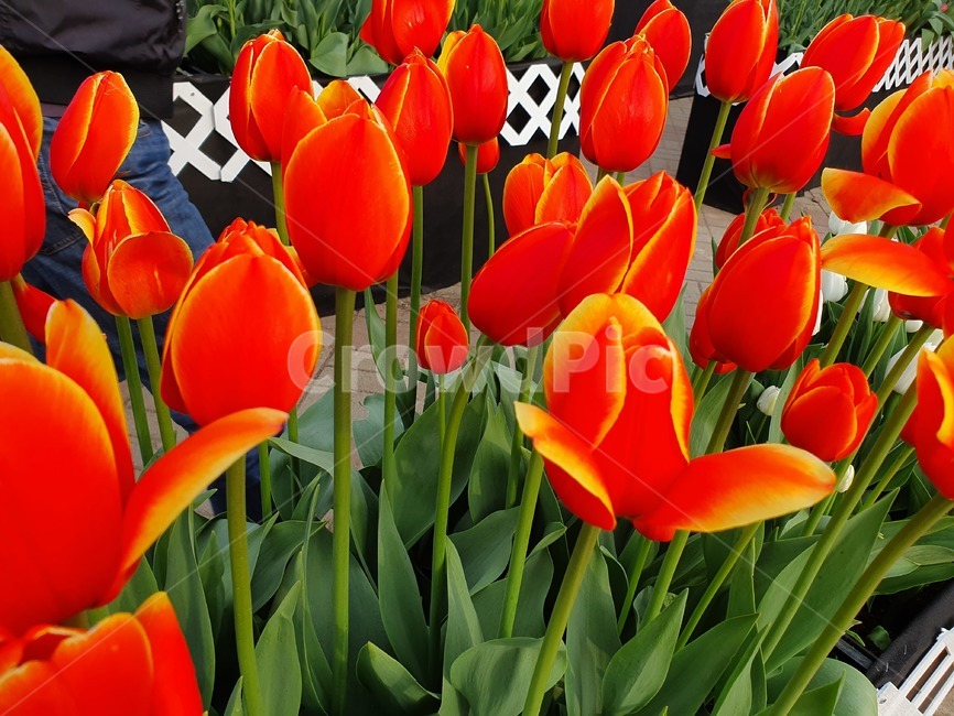 꽃,튤립,flower,식물,빨강꽃,안면도튤립축제,식물,자연,plants,nature,꽃,flower