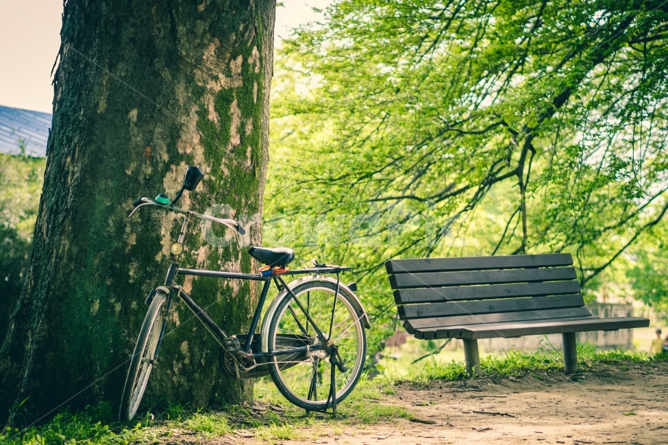 자전거,의자,자연,감성,녹색,편안함,나무,풍경,시골,bike,chair,nature,sensitive,green,comfortable,tree,sight,view,식물,자연,plants,nature,나무,trees,wood,감성,sensible,feeling,휴식,힐링,rest,relaxation,healing,교통,교통수단,traffic,transportation,bench,벤치,wheel,바퀴,machine,기계,vehicle,차량,bicycle