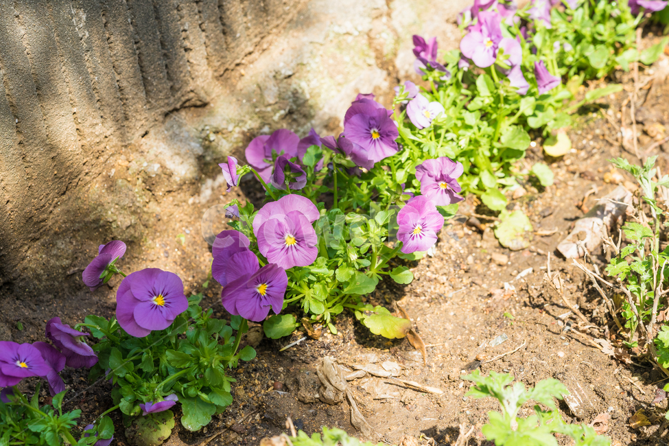 봄,꽃,자연,풍경,화단,거리,spring,flower,nature,beauty,봄,계절,spring,season,식물,자연,plants,nature,꽃,flower,geranium,제라늄,blossom,plant,pottery,도기류,potted plant,화분,jar,항아리,vase,병 장식,planter,파종기,herbs,허브