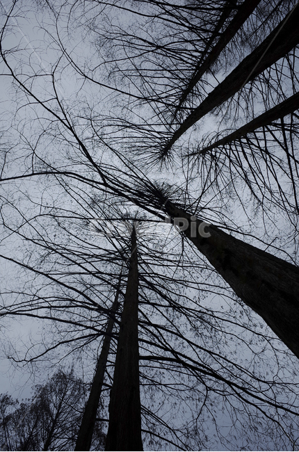 tree,나무,plant,식물,silhouette,실루엣,나뭇가지,branch