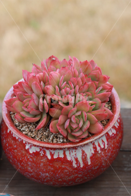 다육,다육식물,다육화분,예쁜식물사진,식물사진,러우,실내용화초,화분,화초,house plant