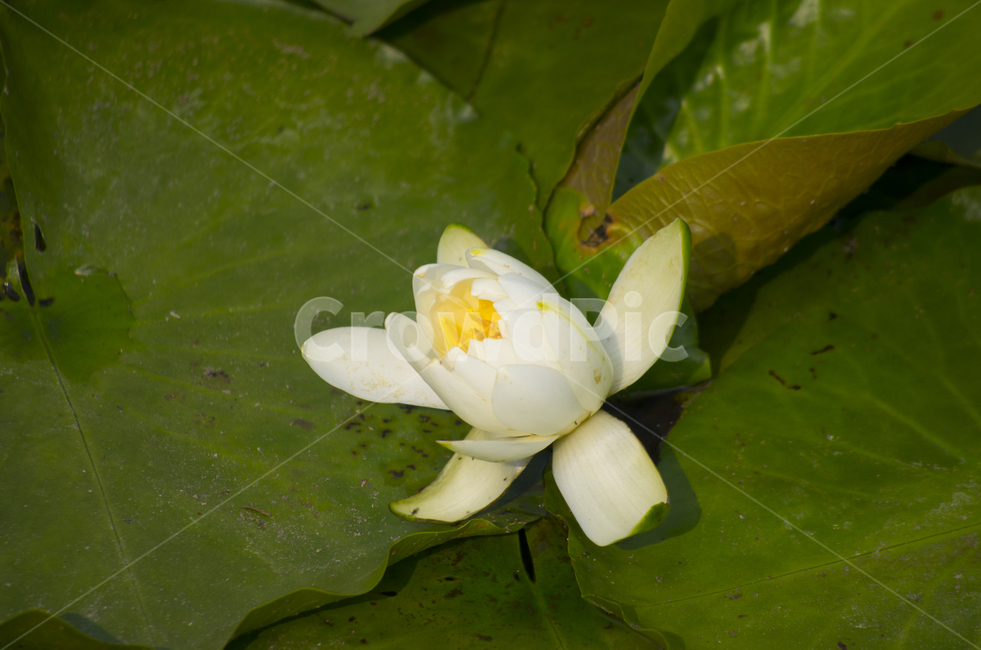 연꽃,연못,연잎,흰꽃,여름,여름꽃,lotus,summer,꽃,flower,pond,자연,계절,뷰티,감성