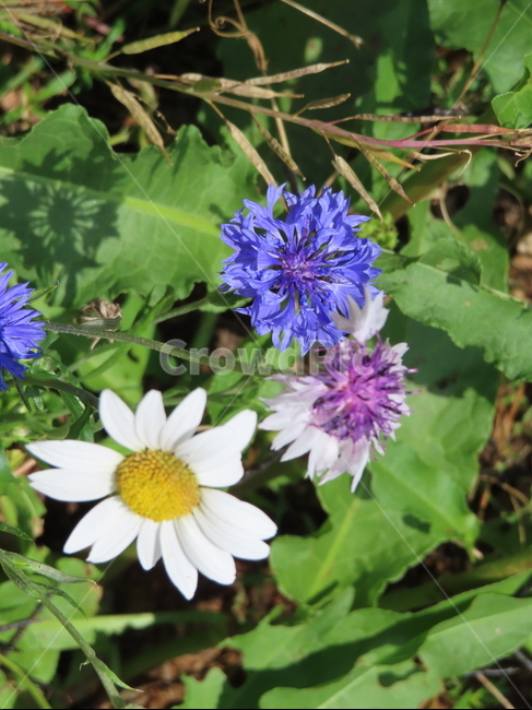 피어나다,꽃,아름다움,식물,공원,귀여운,화려한,자연,comeout,flowers,beauty,plants,parks,pretty,beautiful,natural