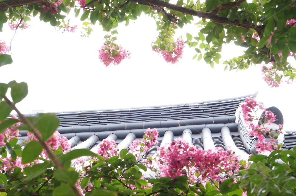 배롱나무,꽃,배롱꽃,핑크,안회당,풍경,한국전통,한국문화,korean traditional,korean culture,식물,자연,plants,nature,꽃,flower,나무,trees,wood,건축물,건물외관,exterior,building,structure,architecture,construction