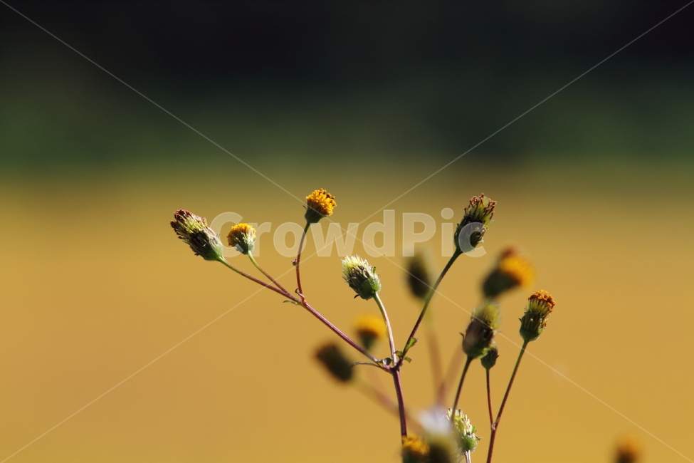 도깨비바늘,식물,잡초,풀,spanishneedles,식물,자연,plants,nature