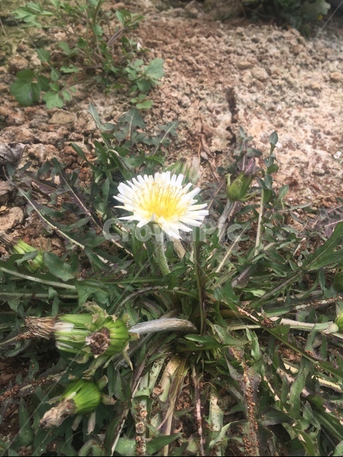민들레,민들레꽃,봄소식,씀바귀,토종민들레,식물,자연,plants,nature,꽃,flower