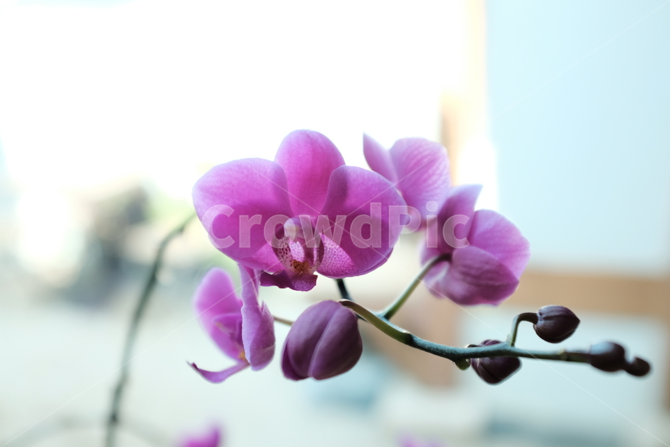 호접란,식물,꽃,flower,자연,nature,보라,나무,orchid,만천홍,애완식물,식물,자연,plants,nature,꽃,flower