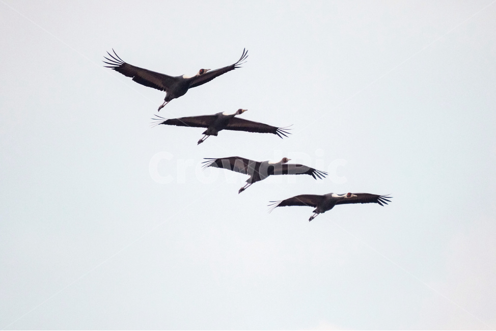 철새,재두루미,철원,겨울,눈,먹이사냥,이동,동물,animal,조류,새,birds