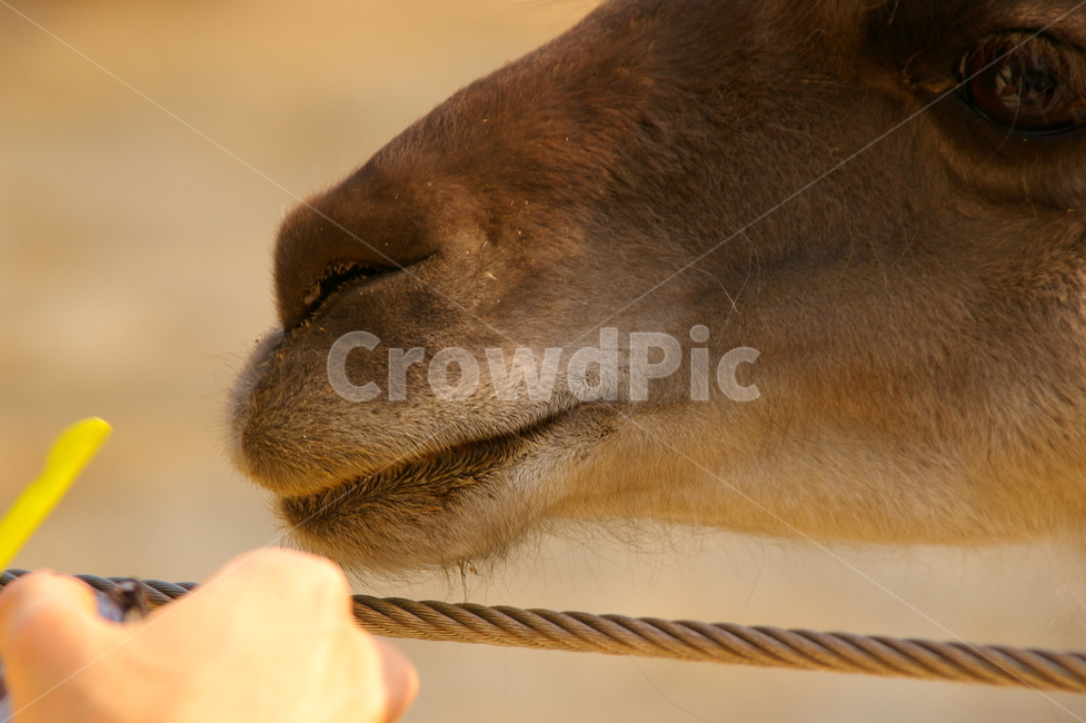 동물,포유류,라마,초식동물,라마얼굴,클로즈업,동물,animal,포유류,mammal