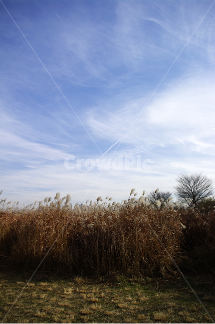 억새,자연,nature,식물,plant,하늘,구름,겨울,계절,winter,season,자연,풍경,nature,landscape,grass,잔디,lawn
