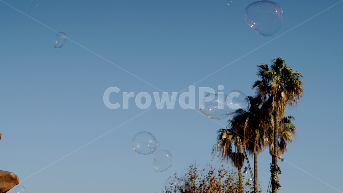 sky,palm tree,water drop,Barceloneta,blue,Barcelona,europe,Spain